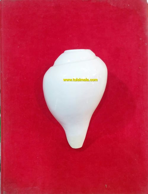 Natural Blowing Shankh For Puja… 4 Inch Size